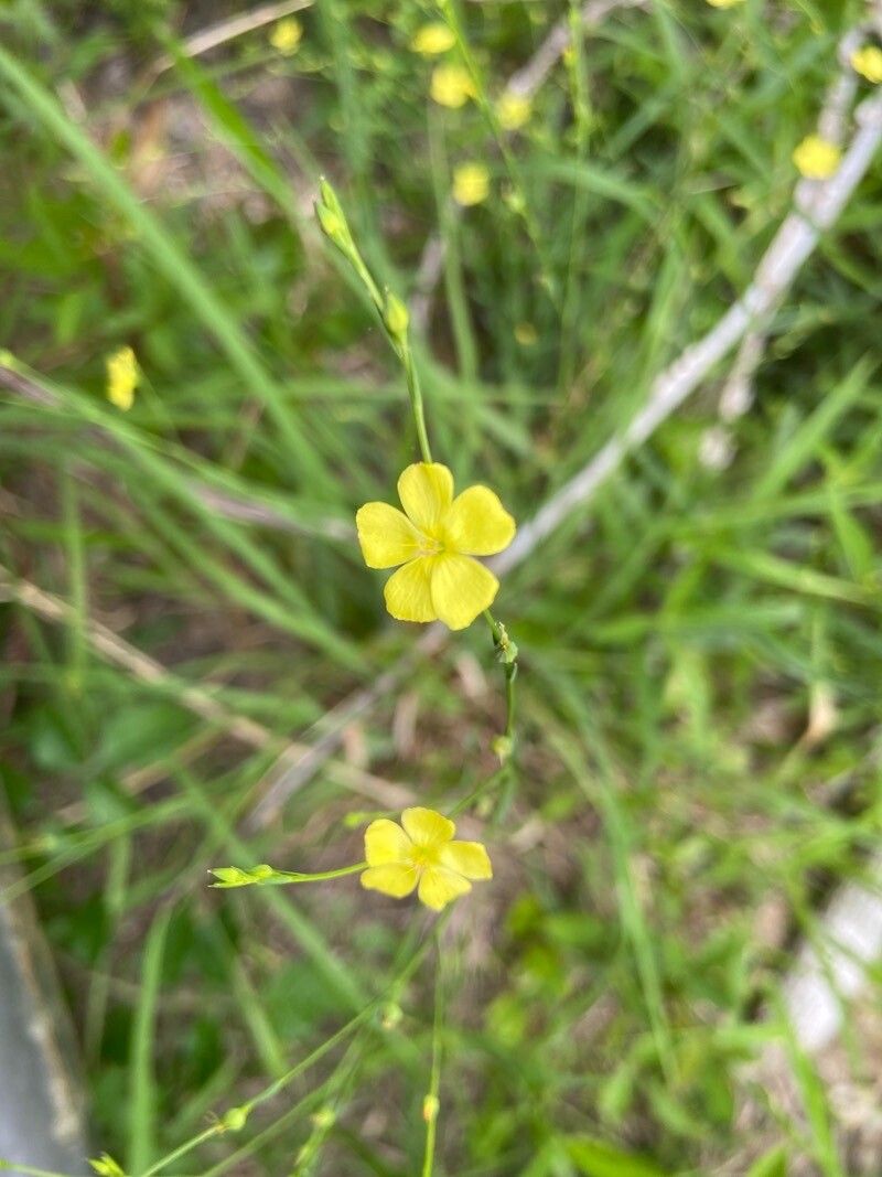 Linum medium flower