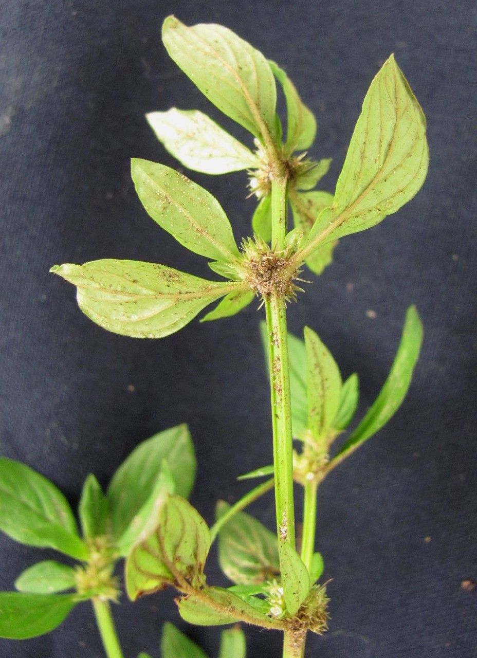 Spermacoce ovalifolia other
