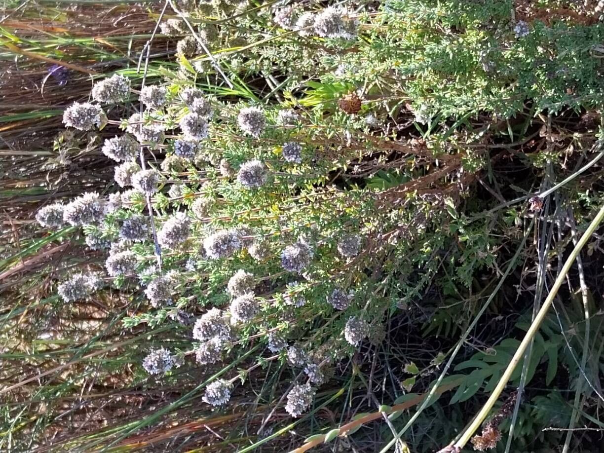 Thymus baeticus habit