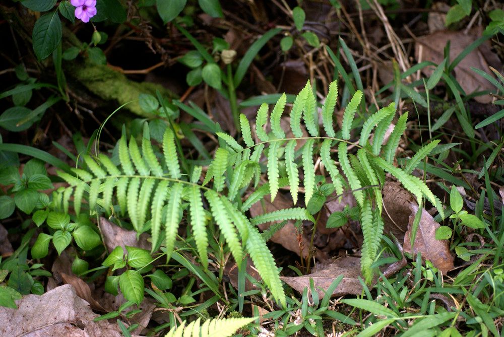 Cyclosorus interruptus habit