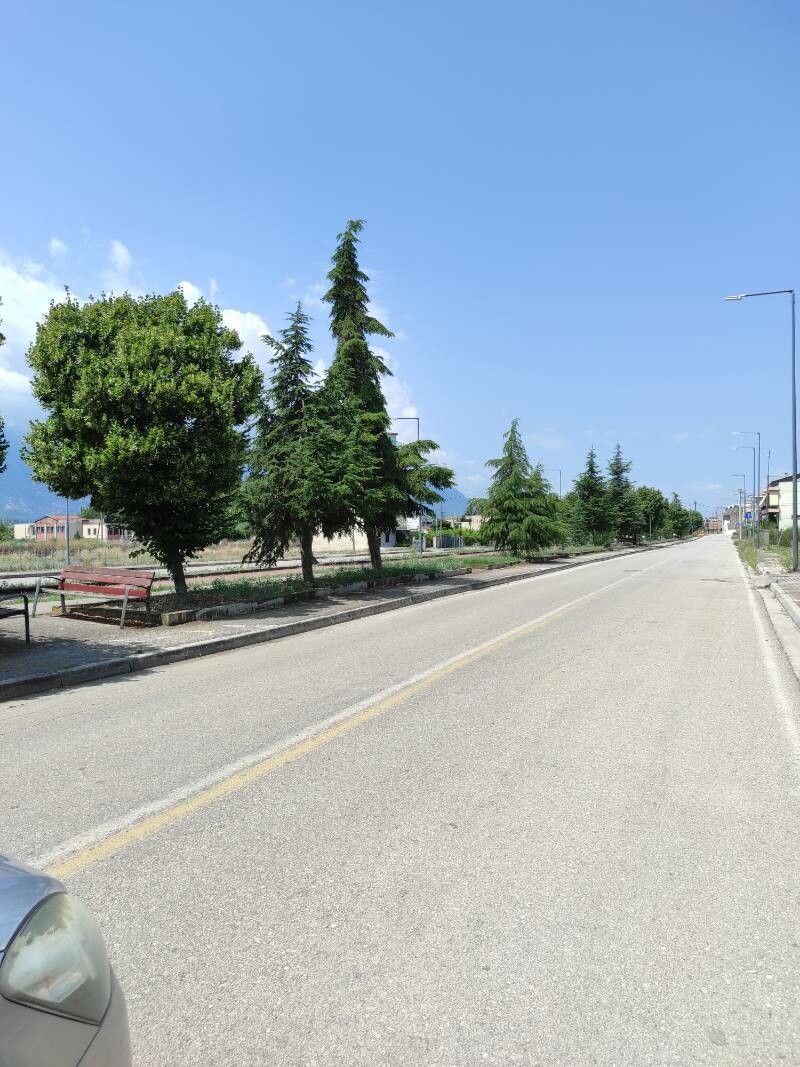 Tilia × cinerascens — search result for 'Tilia'