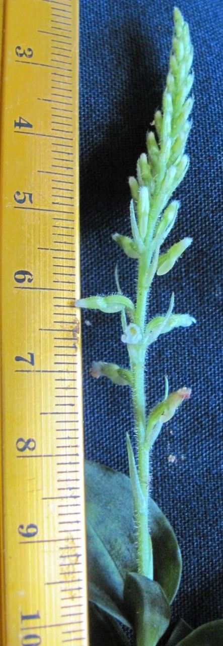 Microchilus lunifer — related species from the same genus