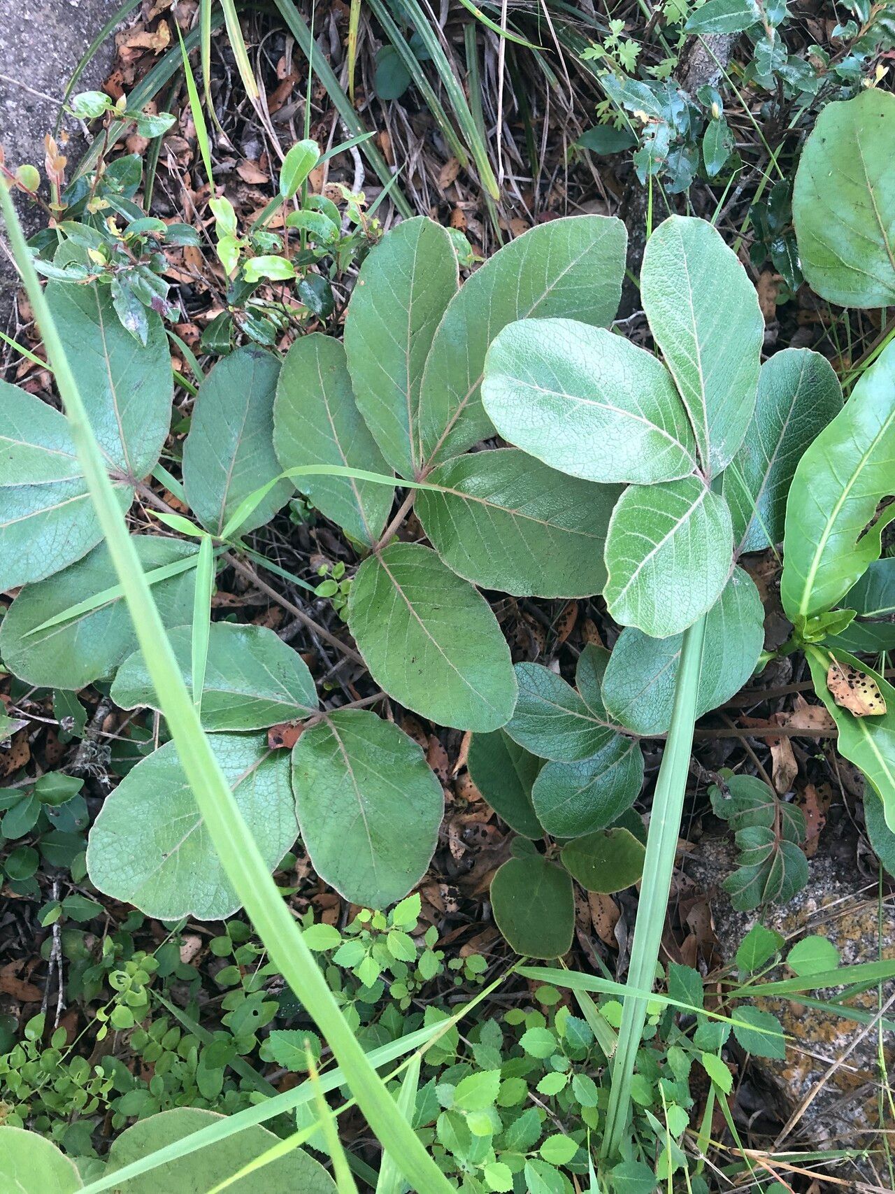 Lannea edulis leaf