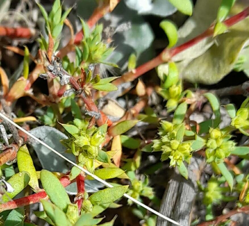 Euphorbia schickendantzii flower