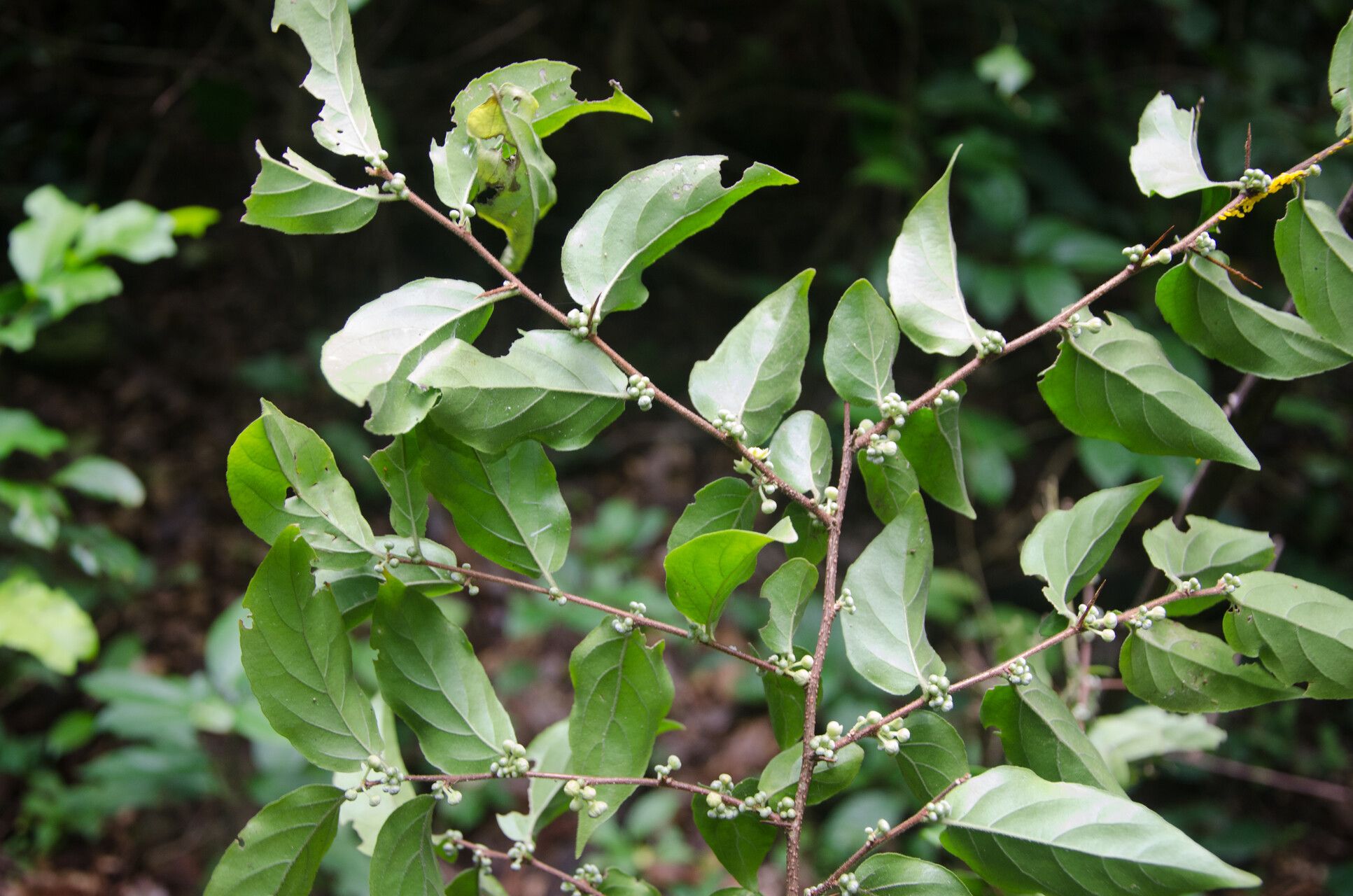 Dovyalis zenkeri — houseplant care guide