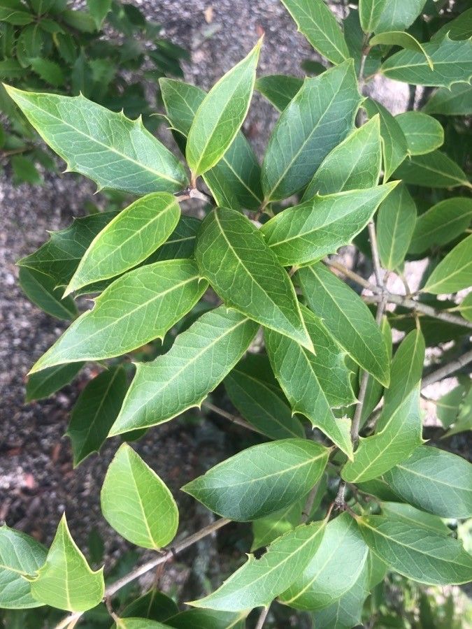 Osmanthus armatus leaf