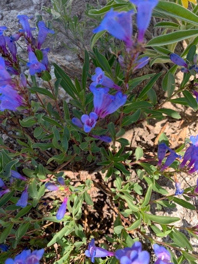 Penstemon speciosus habit