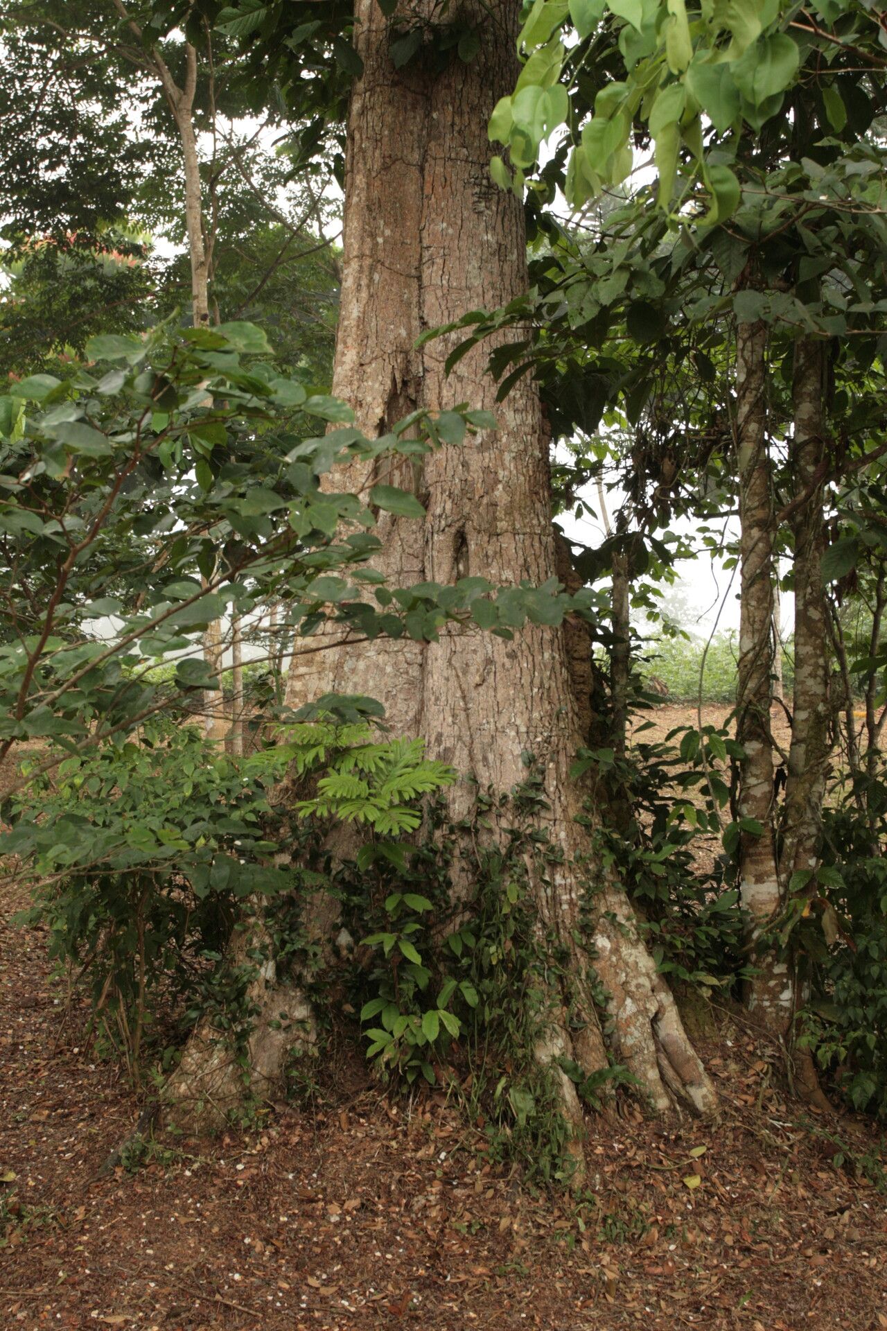 Baphia pubescens habit