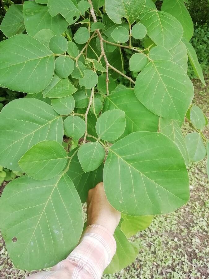 Lonchocarpus phaseolifolius — search result for 'El Salvador'