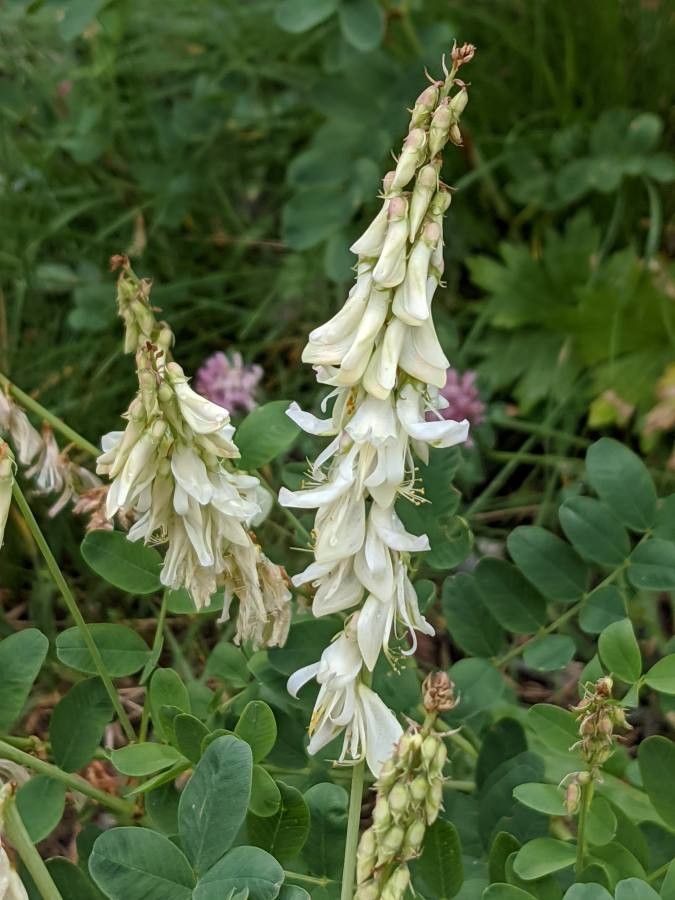 Hedysarum boutignyanum flower