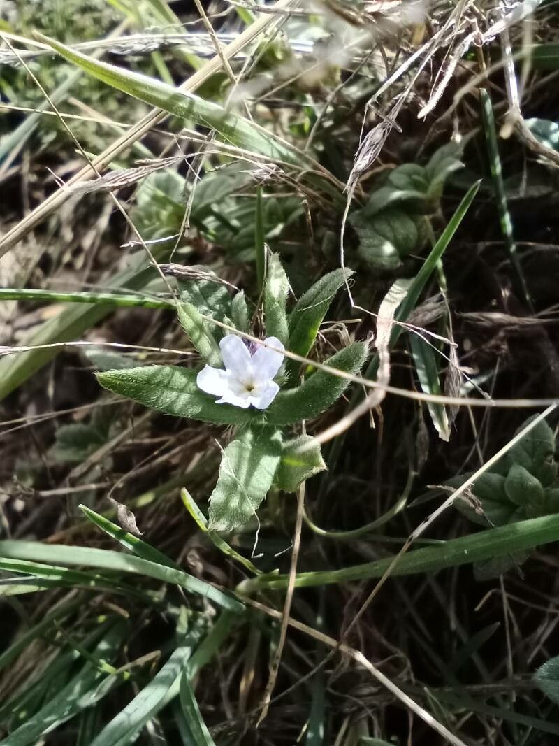 Buglossoides incrassata flower