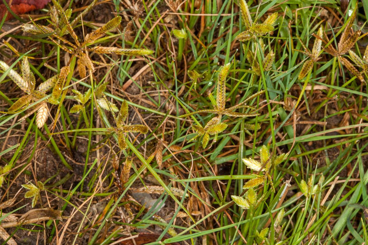 Cyperus flavescens habit