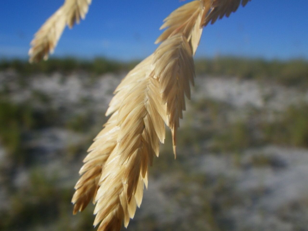 Uniola paniculata fruit