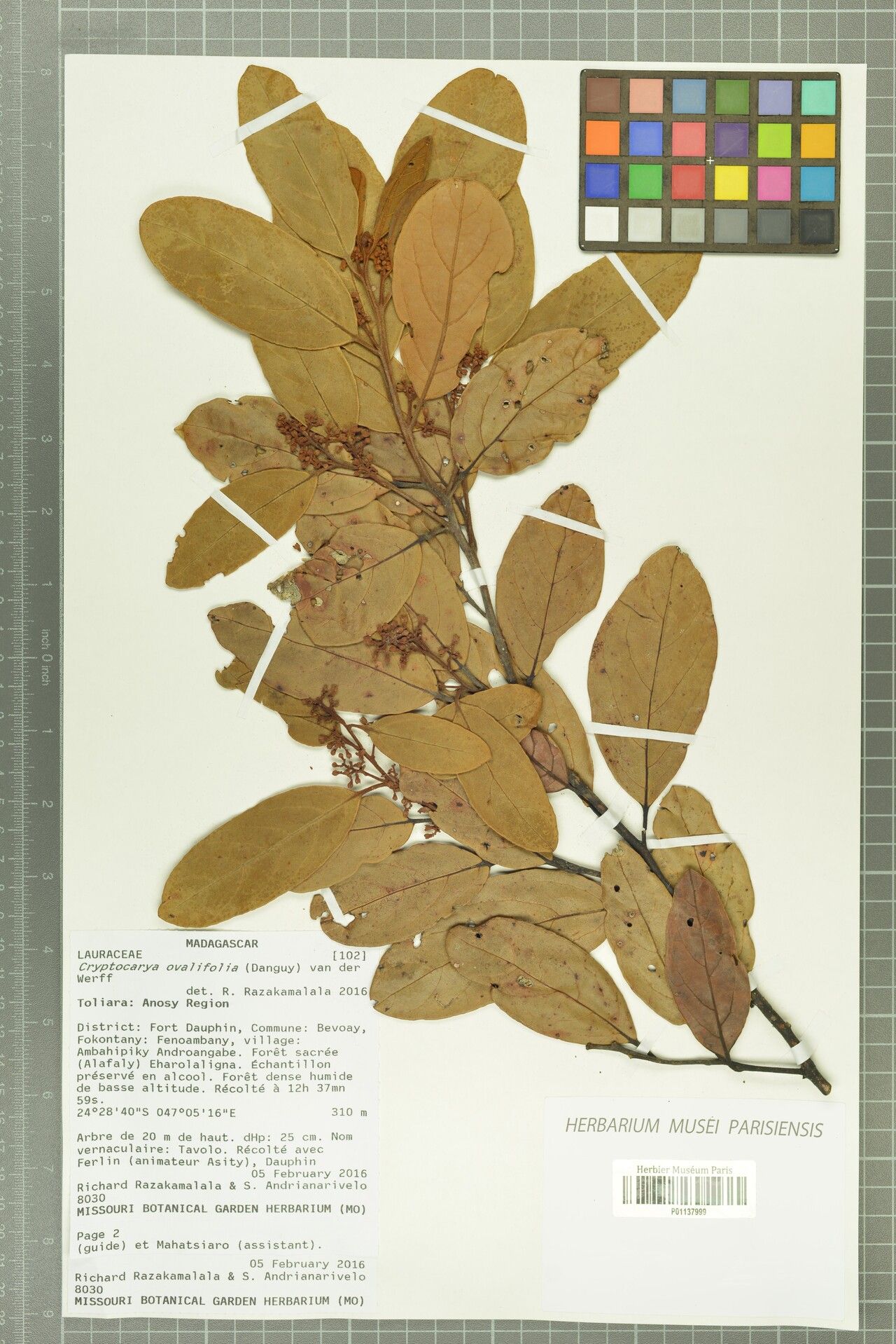 Cryptocarya ovalifolia — houseplant care guide