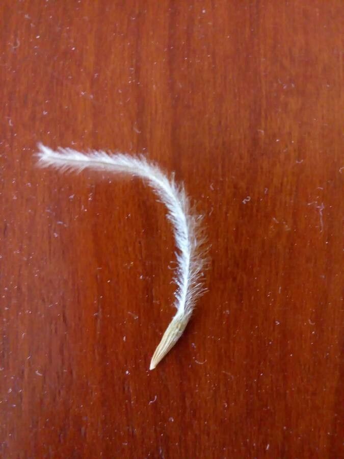 Purshia stansburiana fruit