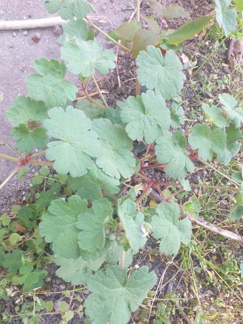 Geranium gracile leaf