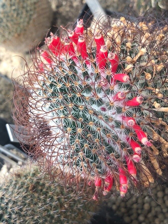Mammillaria huitzilopochtli leaf