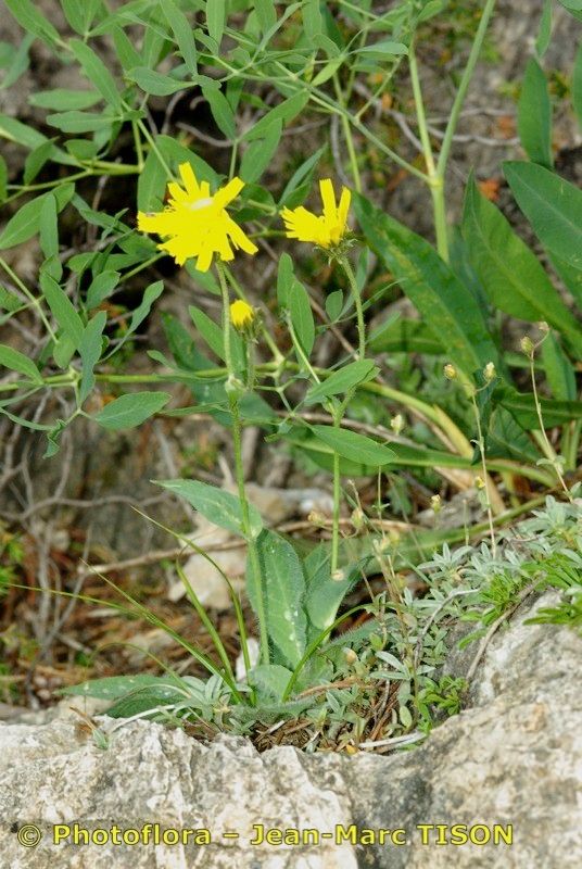 Hieracium cordatum habit
