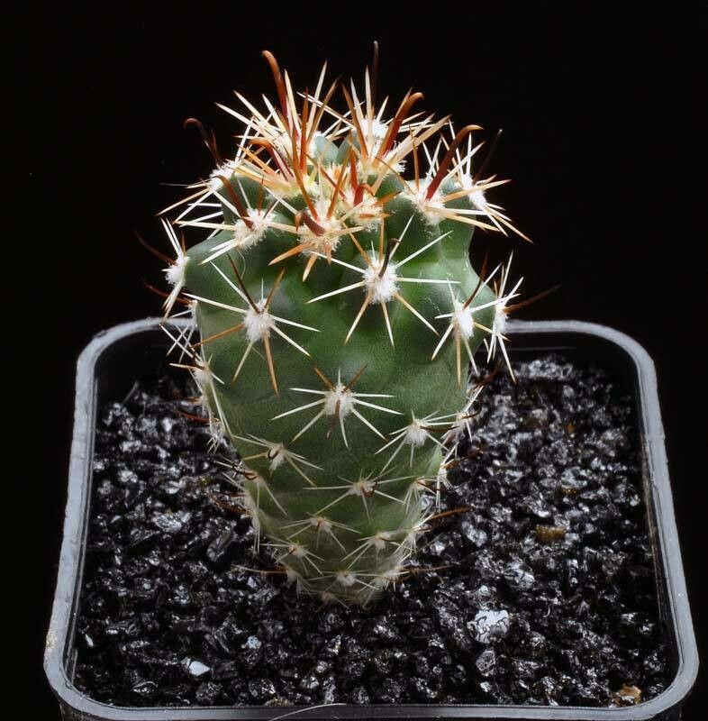 Sclerocactus whipplei habit
