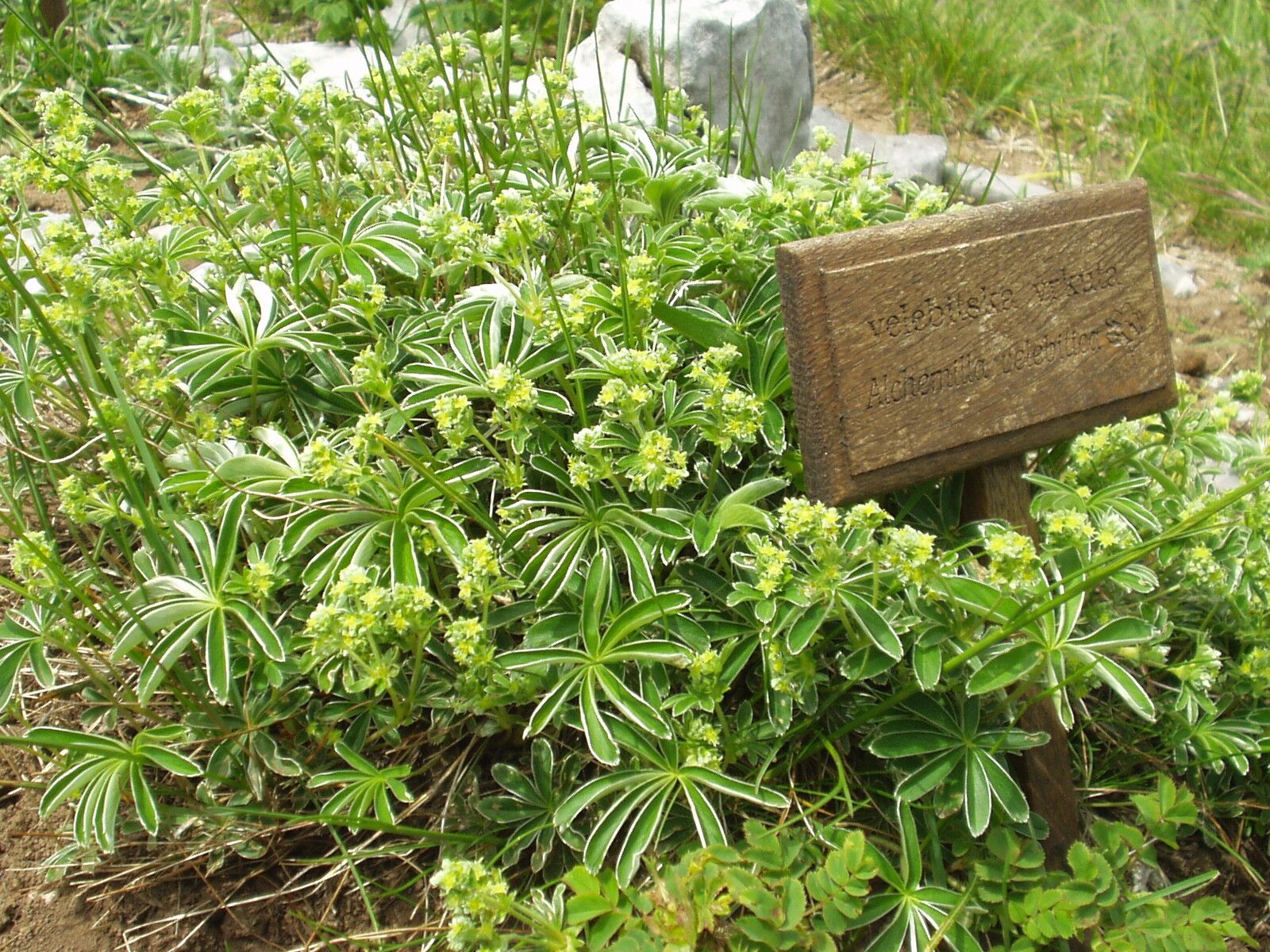 Alchemilla plicatula flower