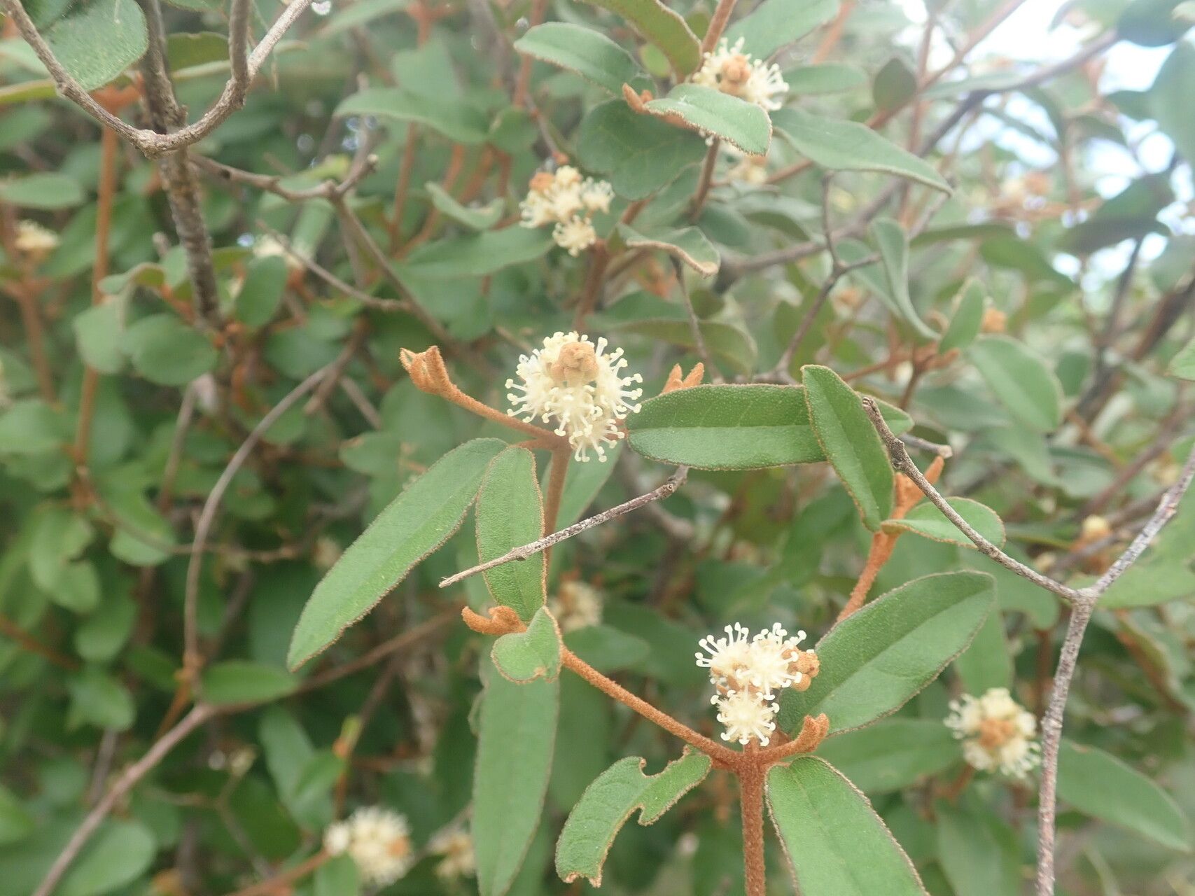 Croton ambovombensis flower