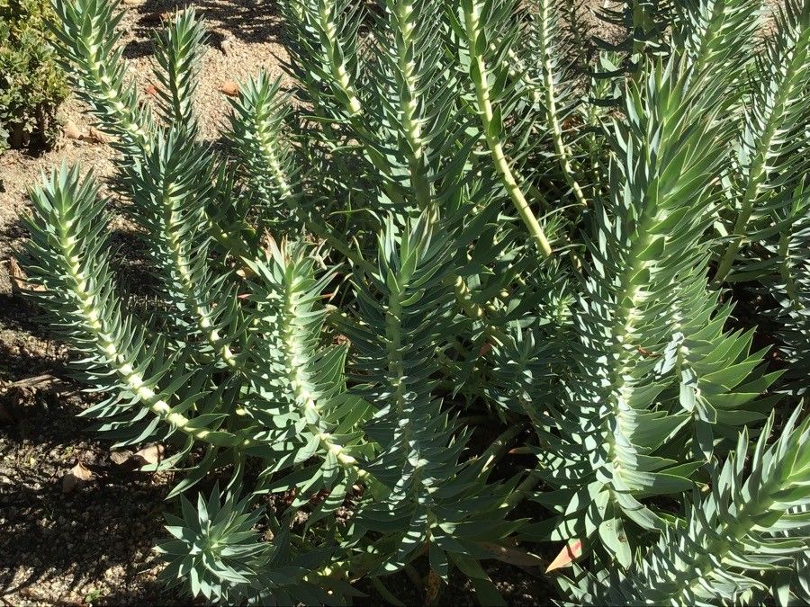 Euphorbia rigida leaf