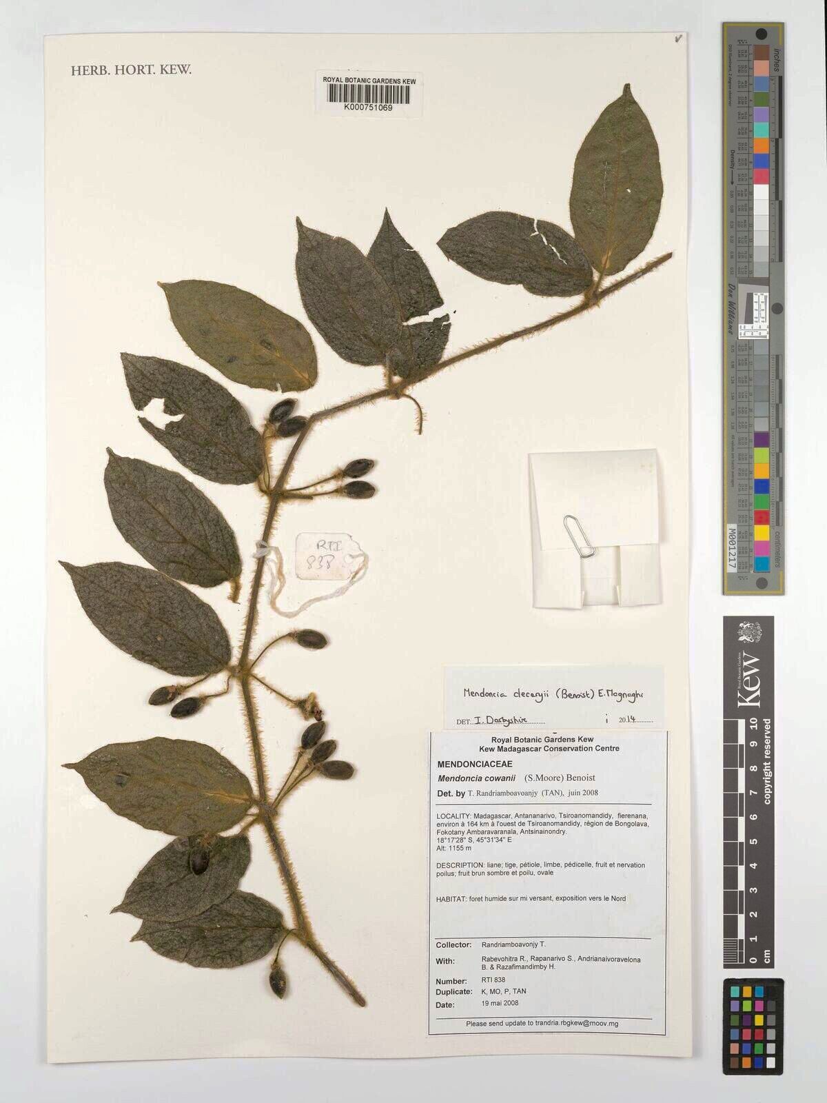 Mendoncia decaryi — houseplant care guide