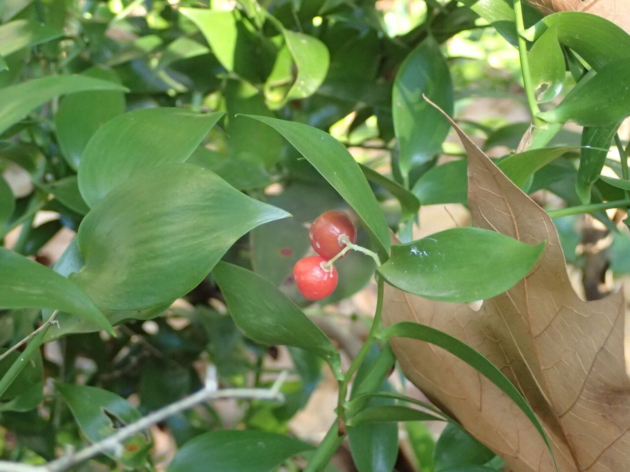 Danae racemosa — search result for 'Pothos'