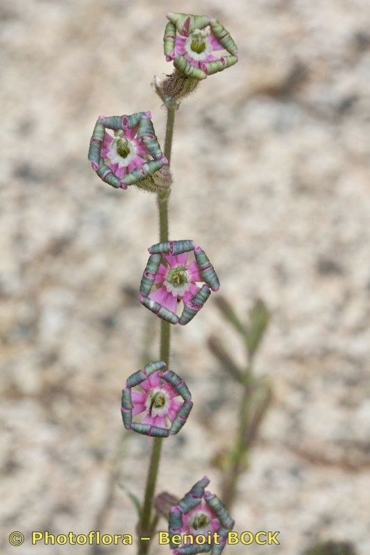 Silene virescens — houseplant care guide