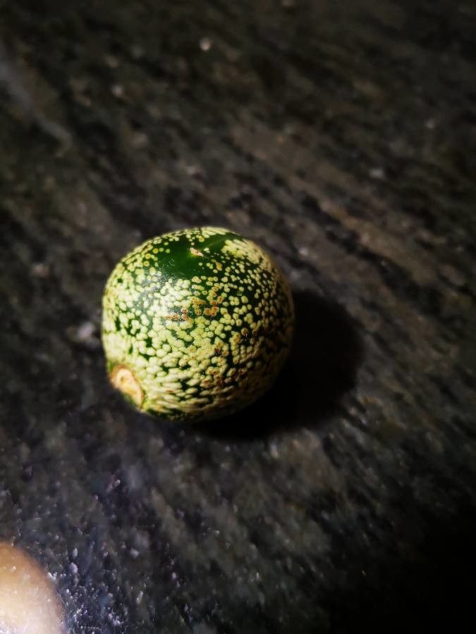 Voacanga thouarsii fruit