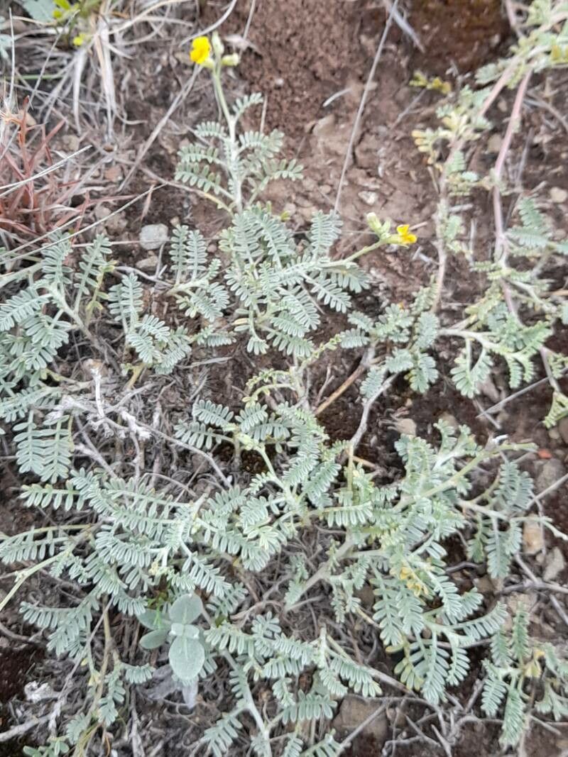Adesmia incana habit