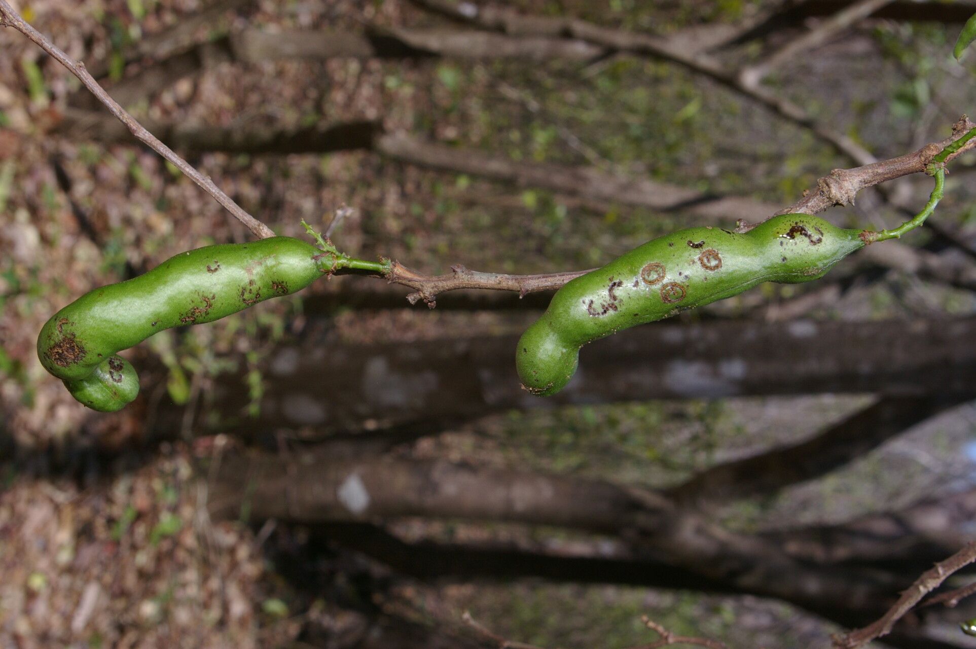 Pithecellobium bipinnatum fruit
