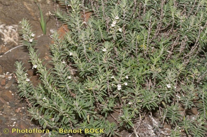 Micromeria tenuis habit