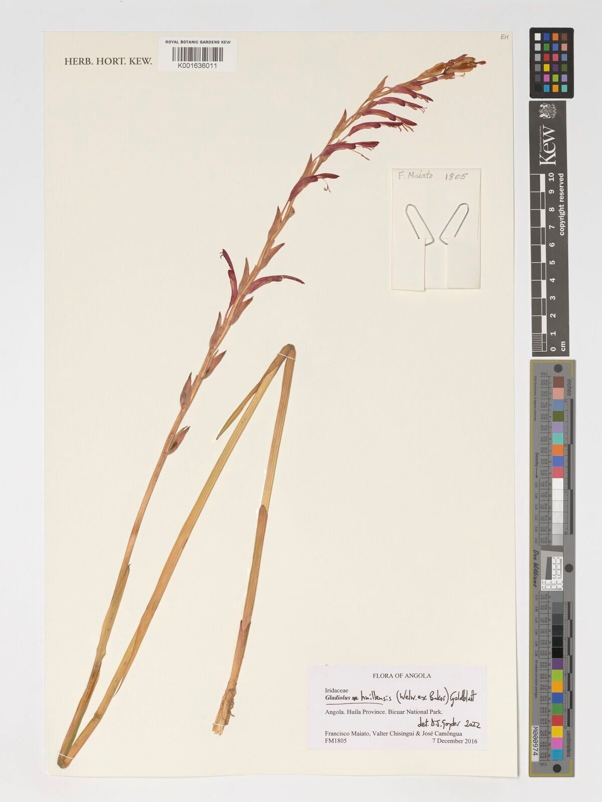 Gladiolus huillensis — search result for 'Gladiolus'