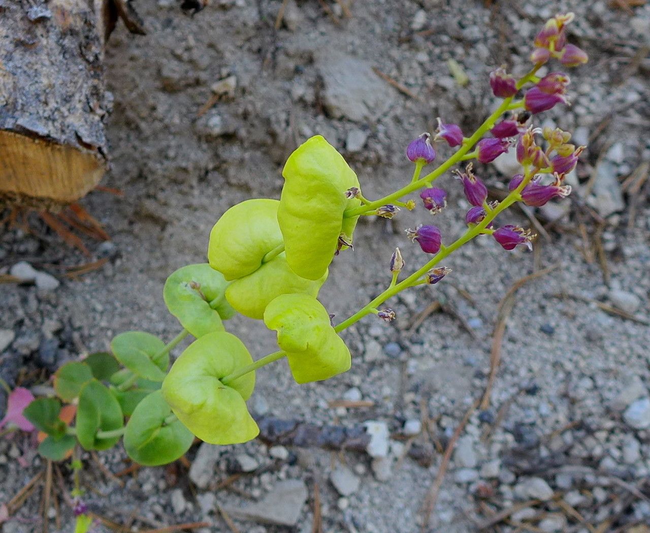 Streptanthus tortuosus habit