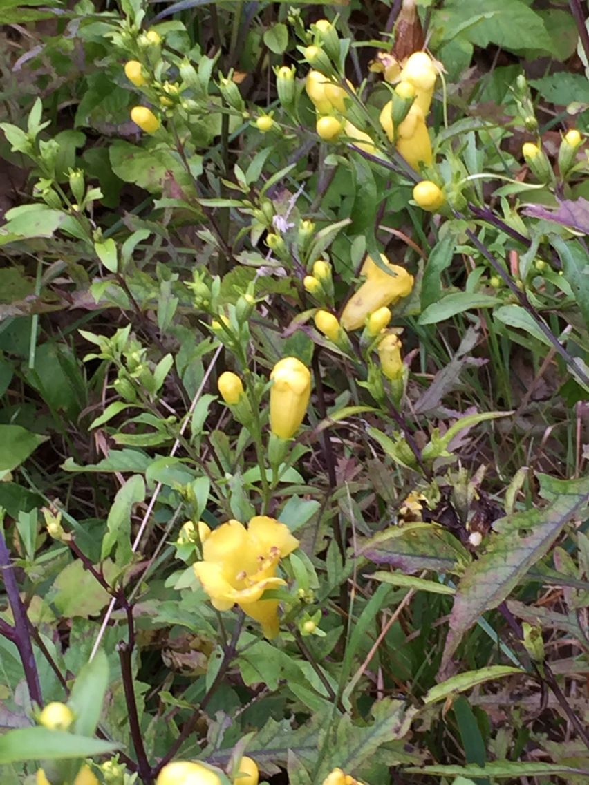 Aureolaria flava habit