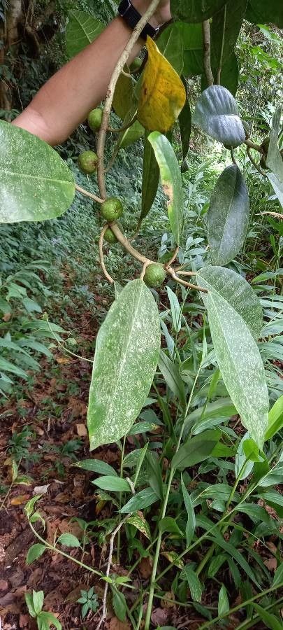 Ficus tonduzii fruit