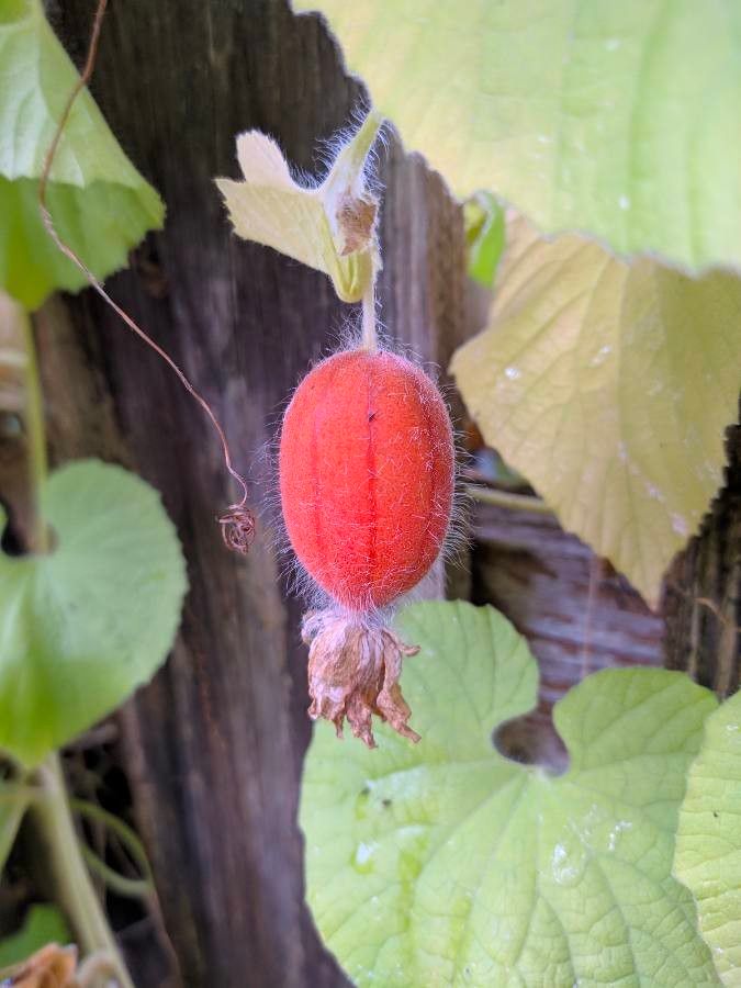Thladiantha dubia fruit