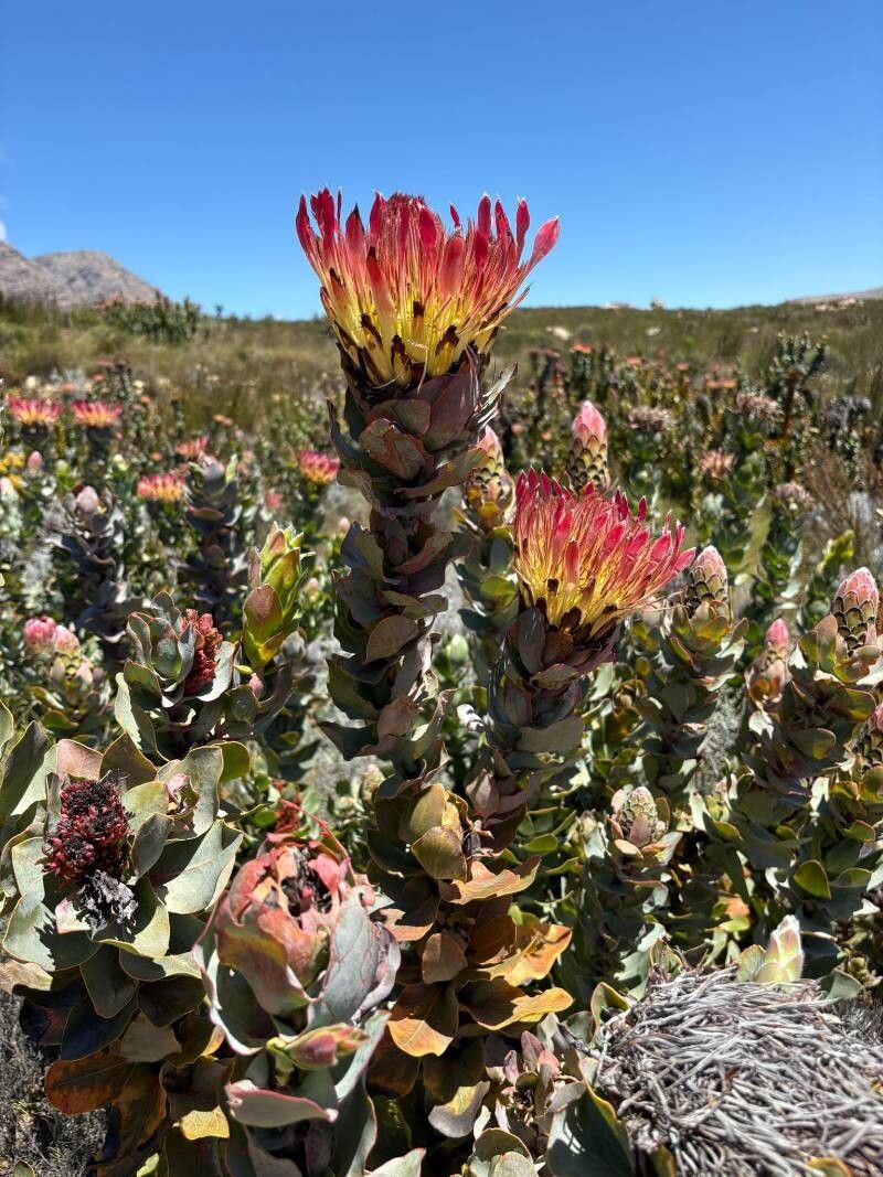 Protea eximia — search result for 'Protea'