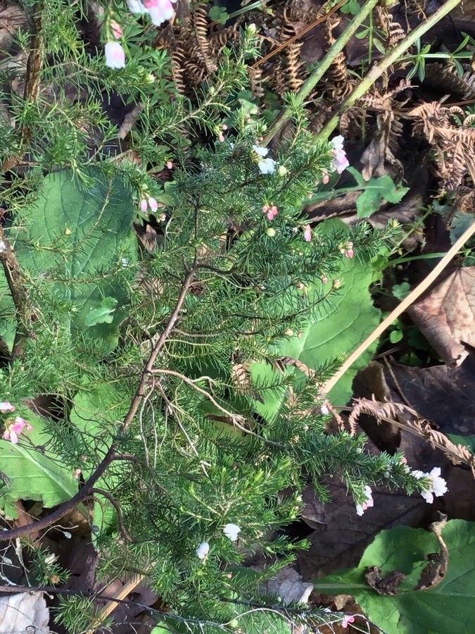 Erica lusitanica — search result for 'Erica'