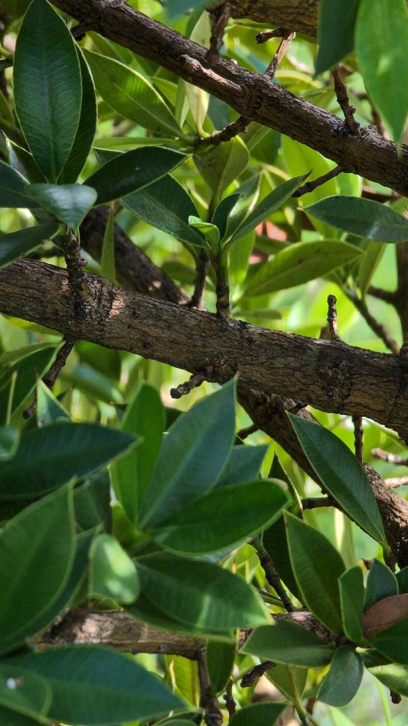 Garcinia portoricensis bark
