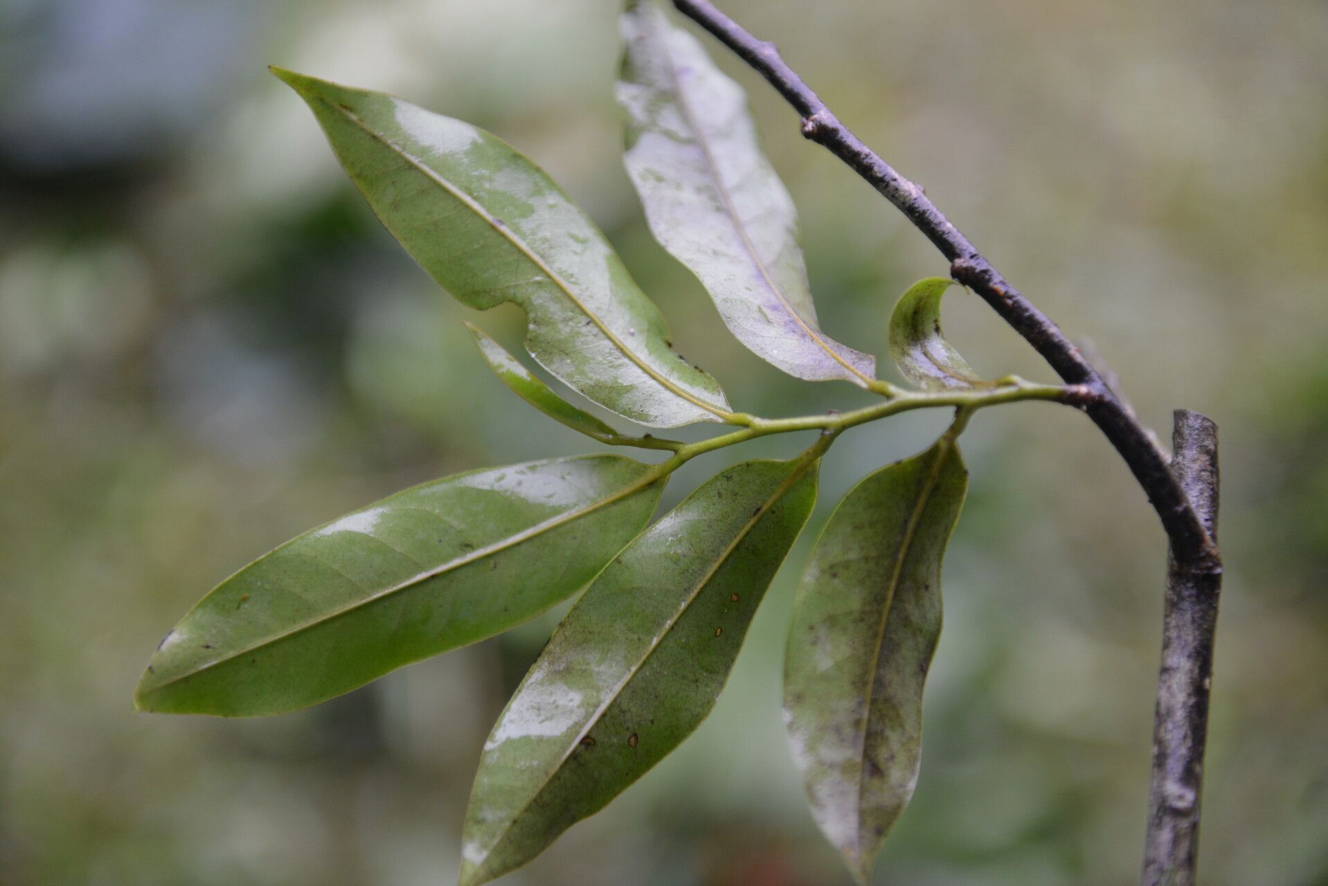 Guatteria verrucosa fruit