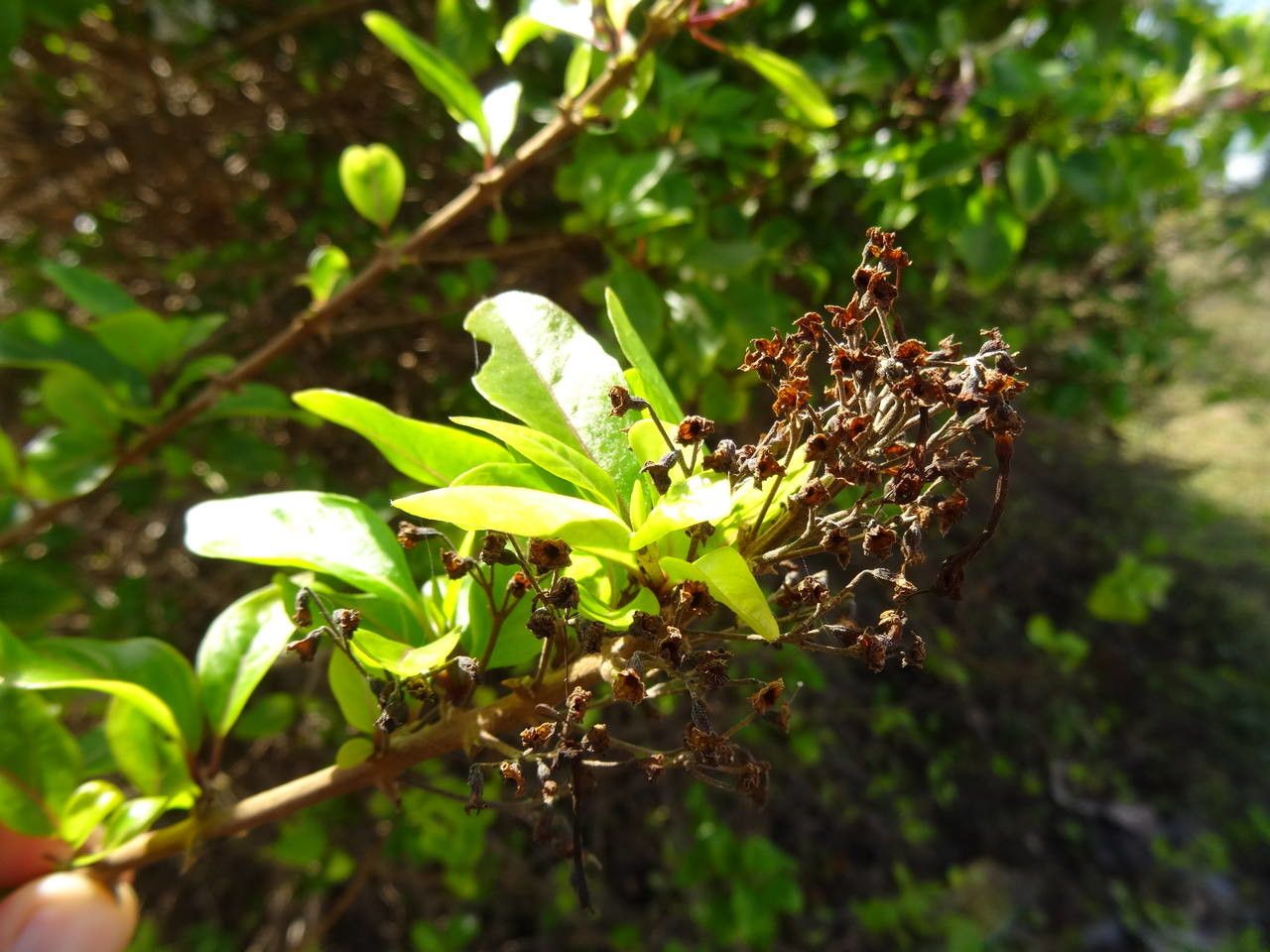 Clerodendrum aculeatum fruit