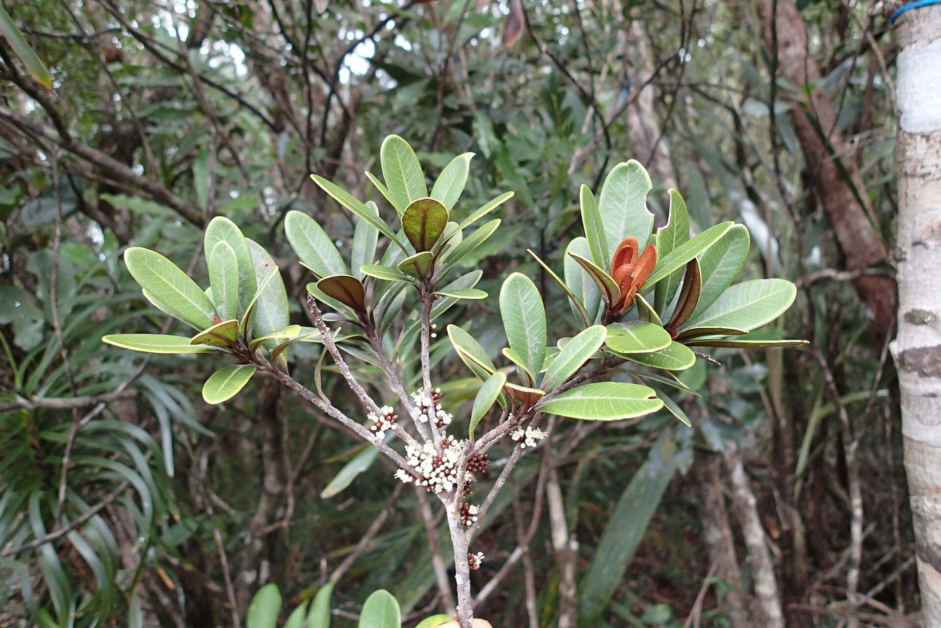 Pycnandra obscurinerva habit