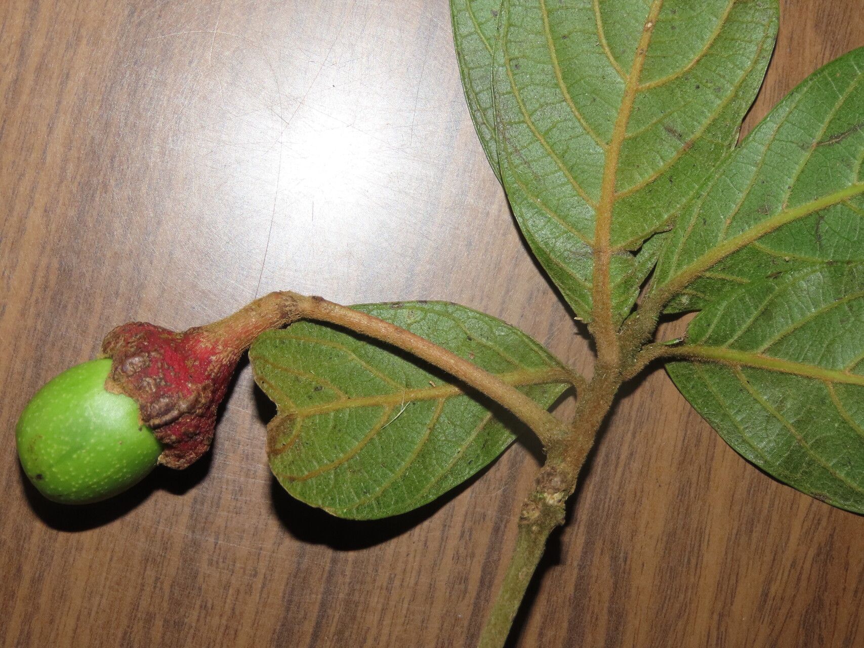 Ocotea pseudopalmana — search result for 'Ocotea'