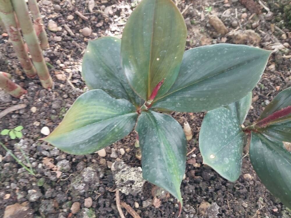 Costus erythrophyllus — search result for 'Costus'