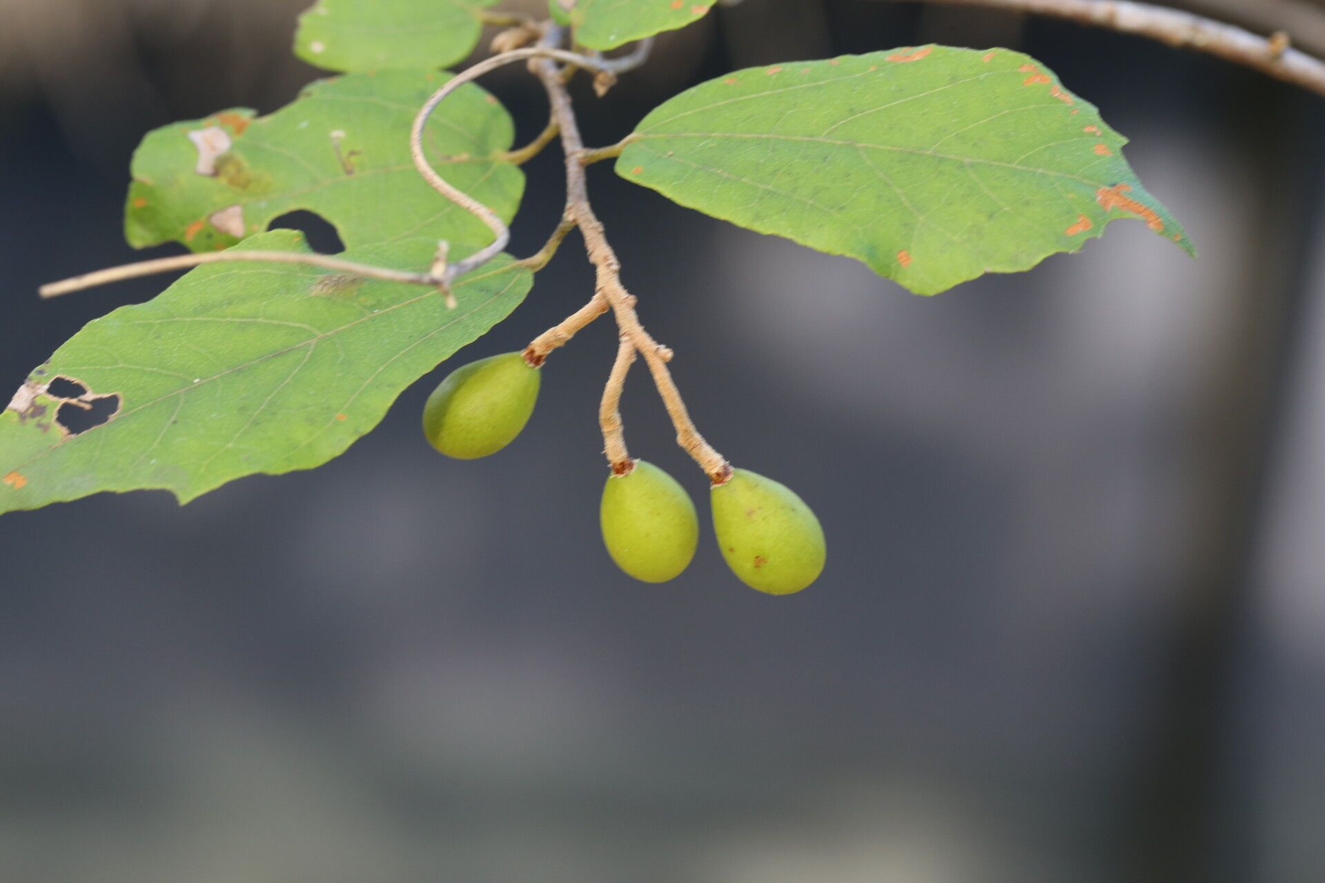 Microcos conocarpoides fruit