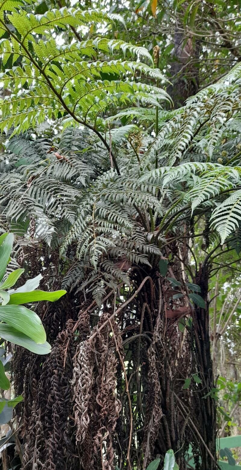 Alsophila fulgens habit