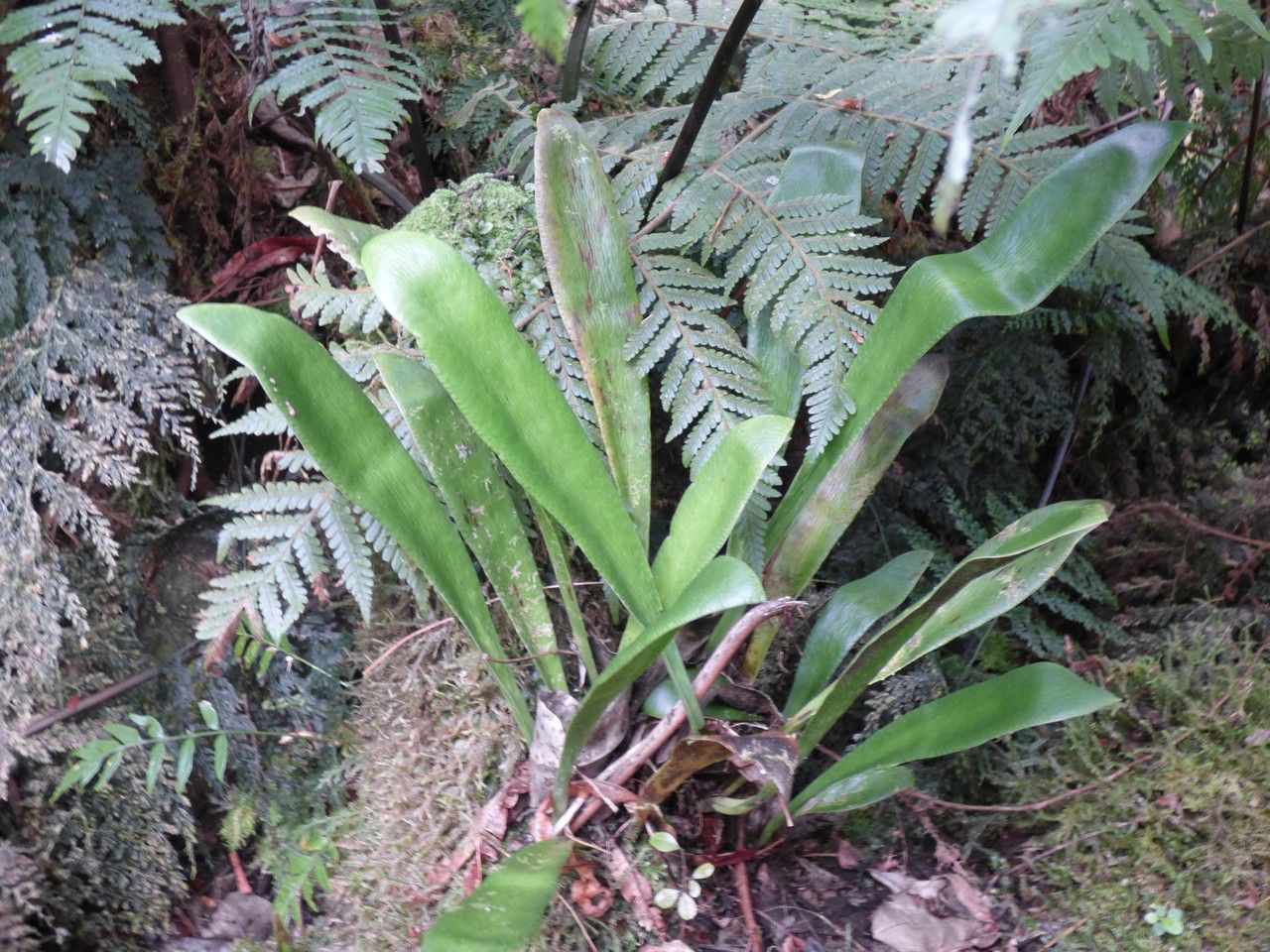 Antrophyum boryanum habit