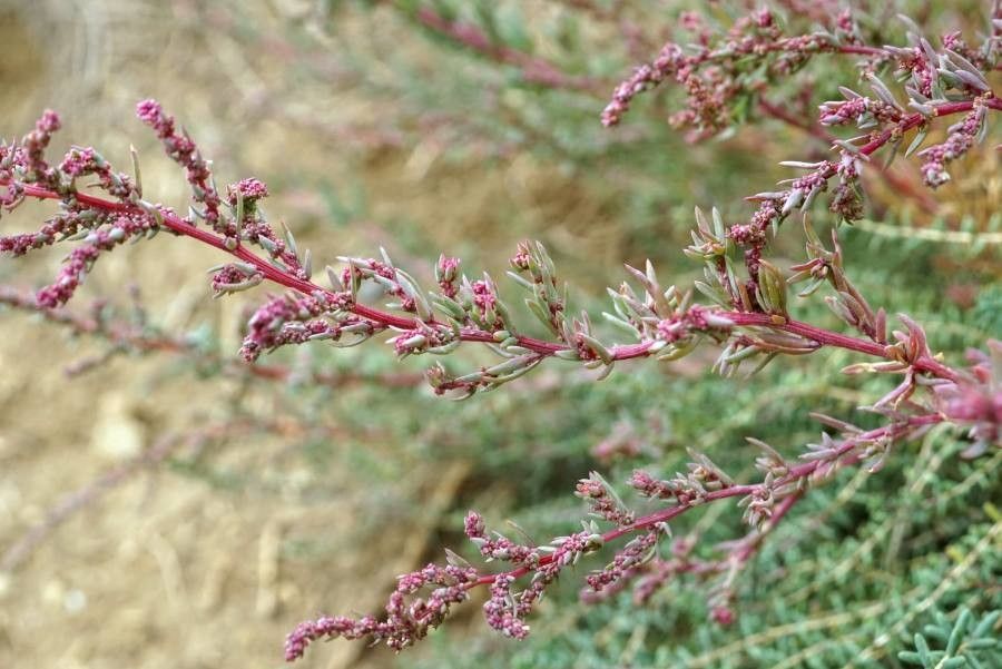 Suaeda spicata flower